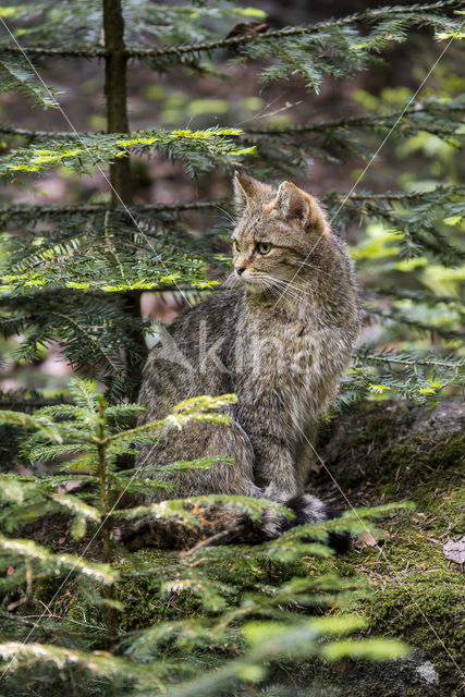 Wilde kat (Felis silvestris)