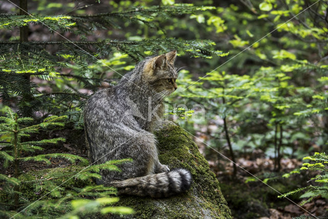 Wilde kat (Felis silvestris)