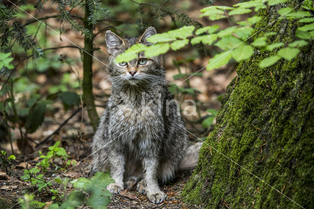 Wilde kat (Felis silvestris)