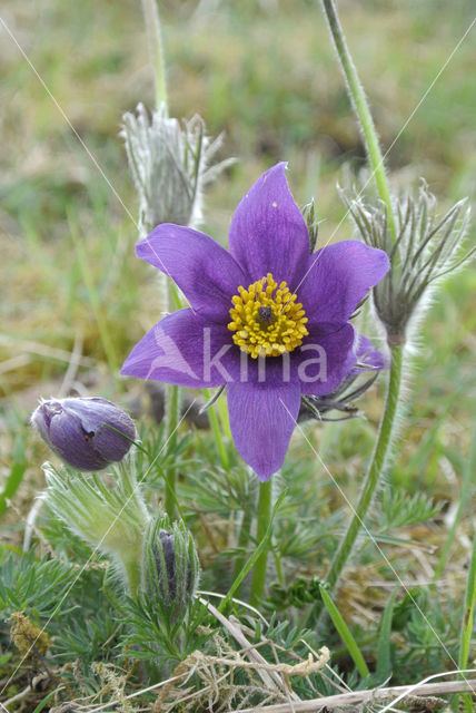 Pasqueflower (Pulsatilla vulgaris)