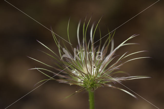 Wildemanskruid (Pulsatilla vulgaris)