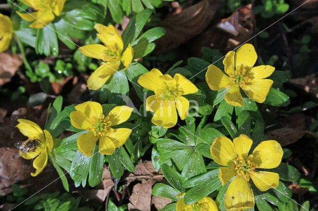 Winter Aconite (Eranthis hyemalis)