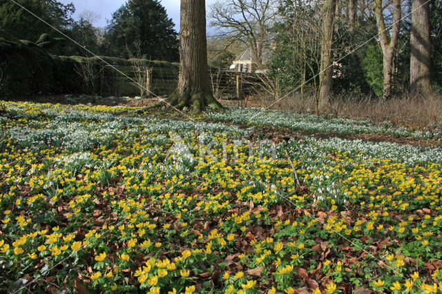 Winter Aconite (Eranthis hyemalis)