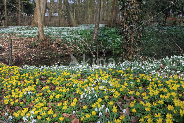 Winter Aconite (Eranthis hyemalis)