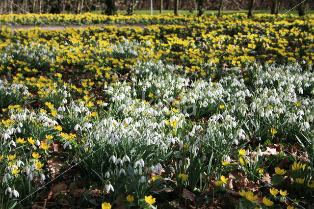 Winter Aconite (Eranthis hyemalis)