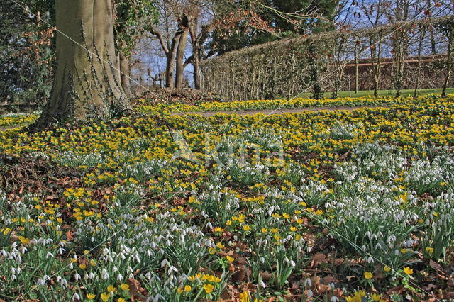 Winter Aconite (Eranthis hyemalis)