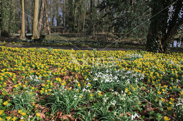 Winter Aconite (Eranthis hyemalis)