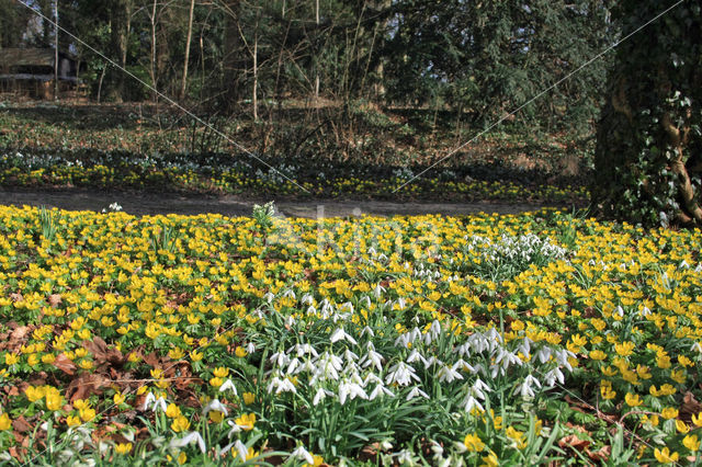 Winter Aconite (Eranthis hyemalis)