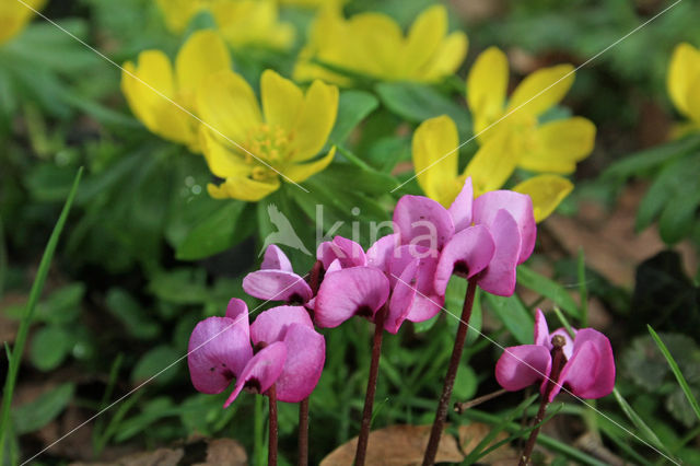 Winter Aconite (Eranthis hyemalis)