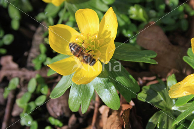 Winter Aconite (Eranthis hyemalis)