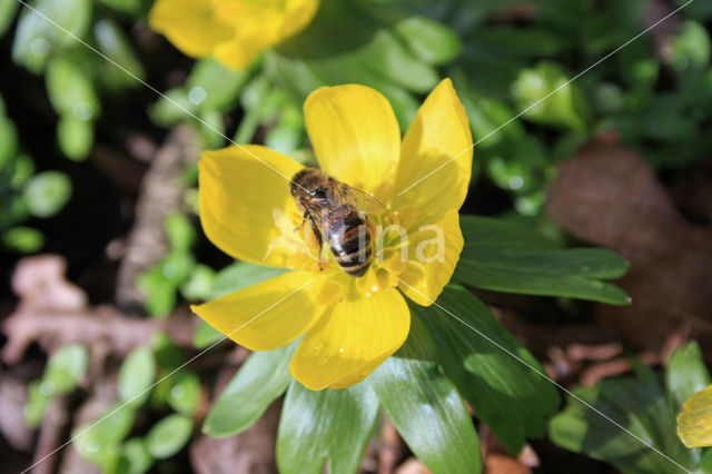 Winter Aconite (Eranthis hyemalis)