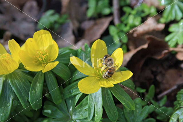 Winter Aconite (Eranthis hyemalis)