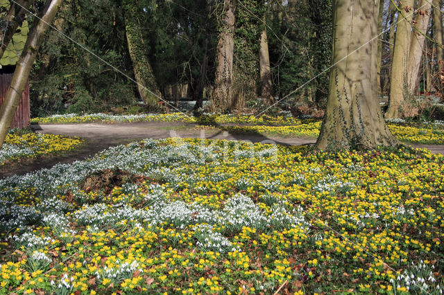 Winter Aconite (Eranthis hyemalis)