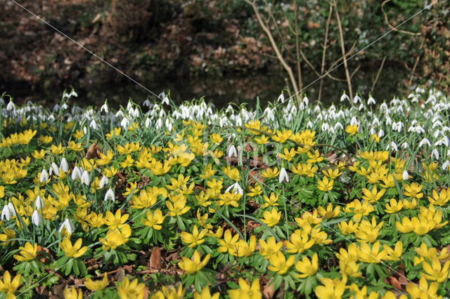 Winter Aconite (Eranthis hyemalis)