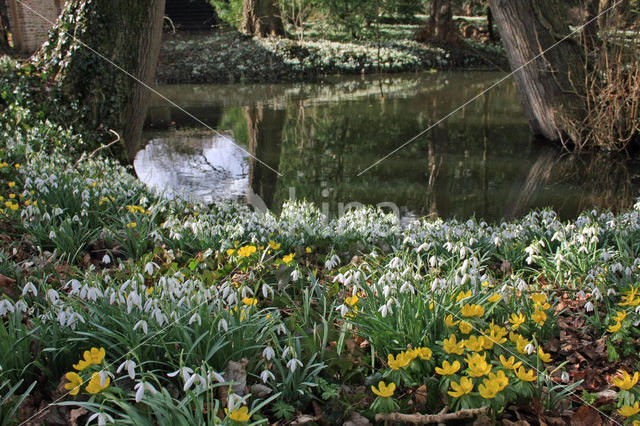 Winter Aconite (Eranthis hyemalis)