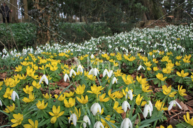 Winter Aconite (Eranthis hyemalis)