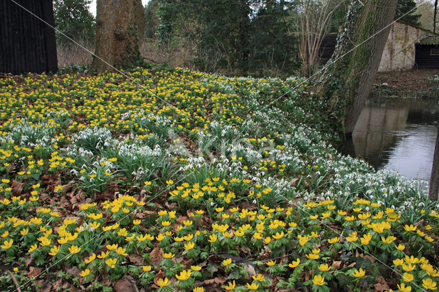 Winter Aconite (Eranthis hyemalis)