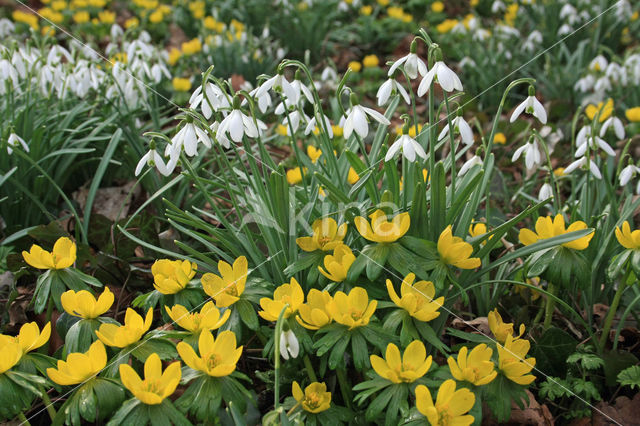 Winter Aconite (Eranthis hyemalis)