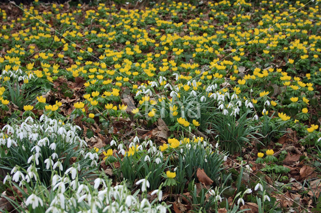 Winter Aconite (Eranthis hyemalis)