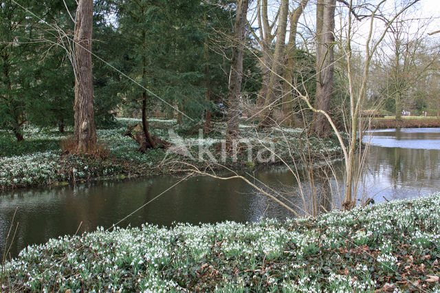 Winter Aconite (Eranthis hyemalis)