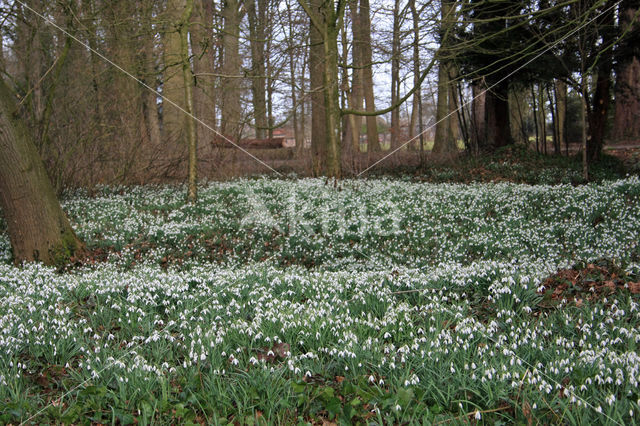 Winter Aconite (Eranthis hyemalis)