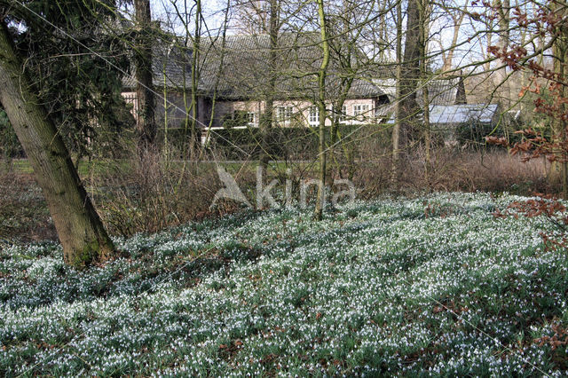 Winter Aconite (Eranthis hyemalis)