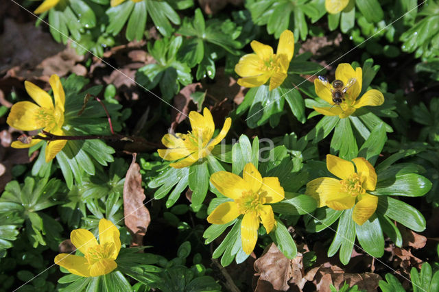 Winter Aconite (Eranthis hyemalis)