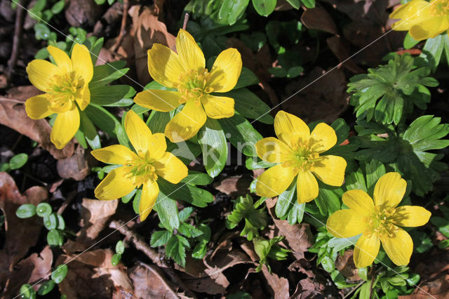 Winter Aconite (Eranthis hyemalis)