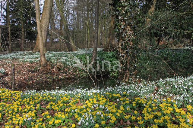 Winter Aconite (Eranthis hyemalis)