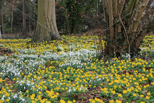 Winter Aconite (Eranthis hyemalis)