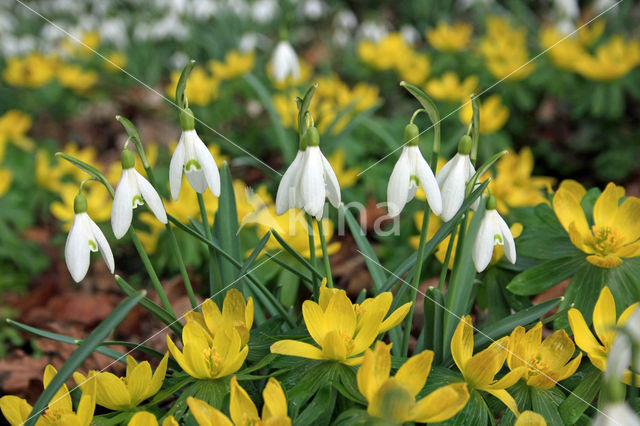 Winter Aconite (Eranthis hyemalis)