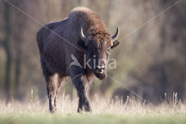 Wisent (Bison bonasus)