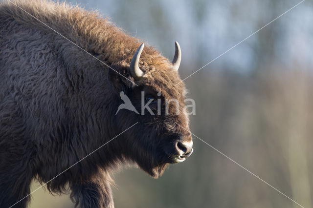 Wisent (Bison bonasus)