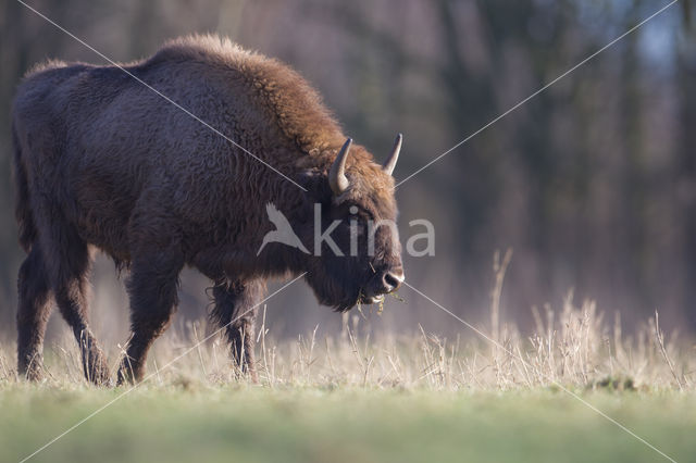 Wisent (Bison bonasus)