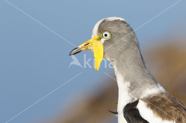 White-headed Lapwing (Vanellus albiceps)