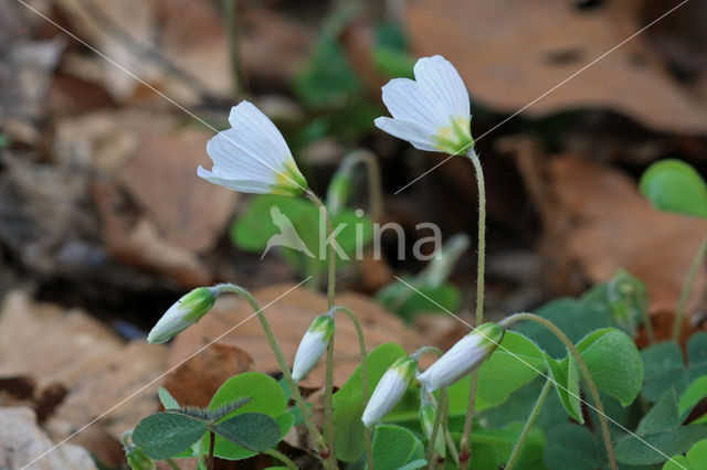 Witte klaverzuring (Oxalis acetosella)