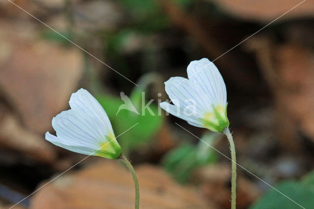 Wood-sorrel (Oxalis acetosella)