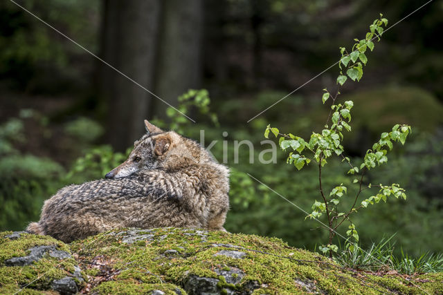 Wolf (Canis lupus)