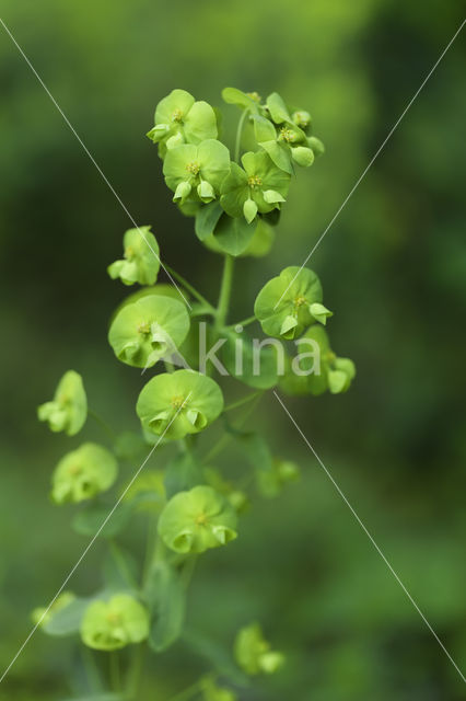 Spurge (Euphorbia spec.)