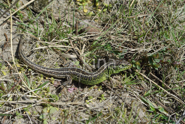 Zandhagedis (Lacerta agilis)