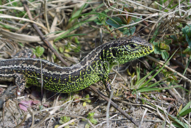 Zandhagedis (Lacerta agilis)