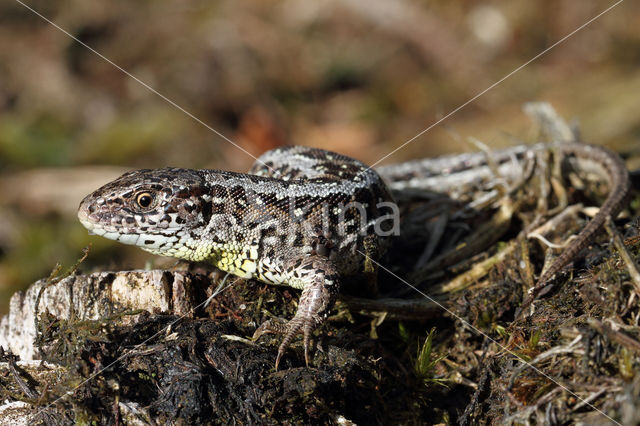 Zandhagedis (Lacerta agilis)