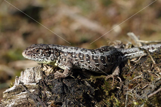 Sand Lizard (Lacerta agilis)