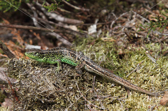 Zandhagedis (Lacerta agilis)