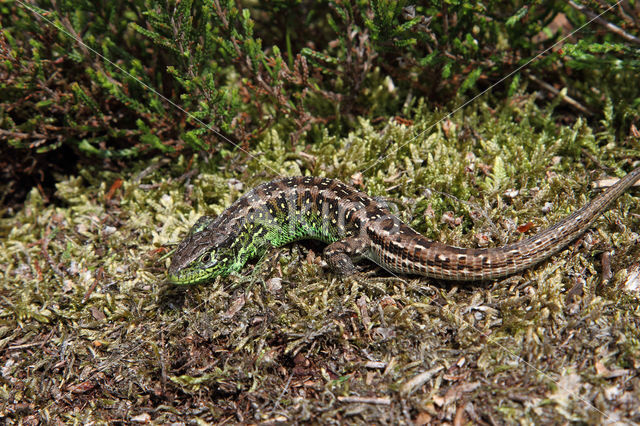 Zandhagedis (Lacerta agilis)