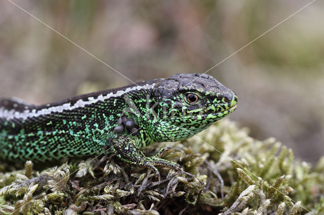 Zandhagedis (Lacerta agilis)