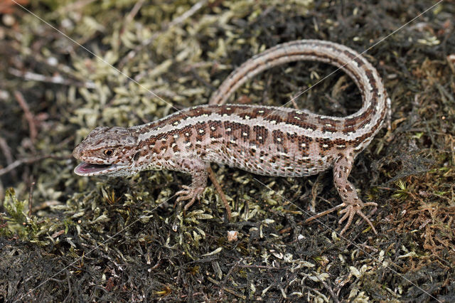 Zandhagedis (Lacerta agilis)