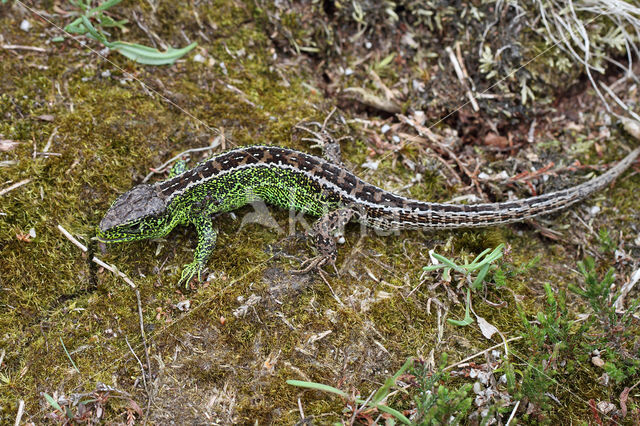 Zandhagedis (Lacerta agilis)