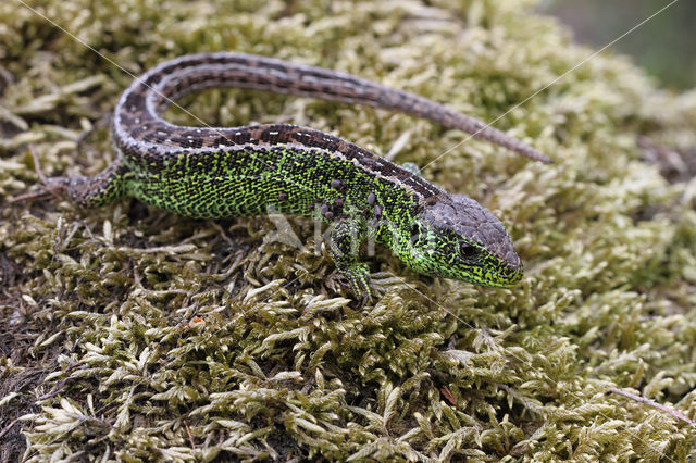 Zandhagedis (Lacerta agilis)