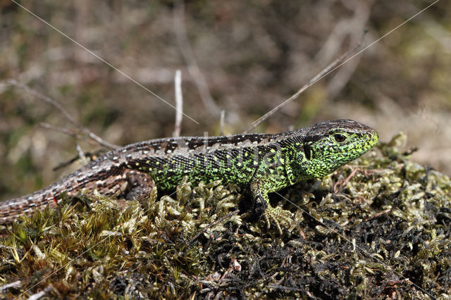 Zandhagedis (Lacerta agilis)